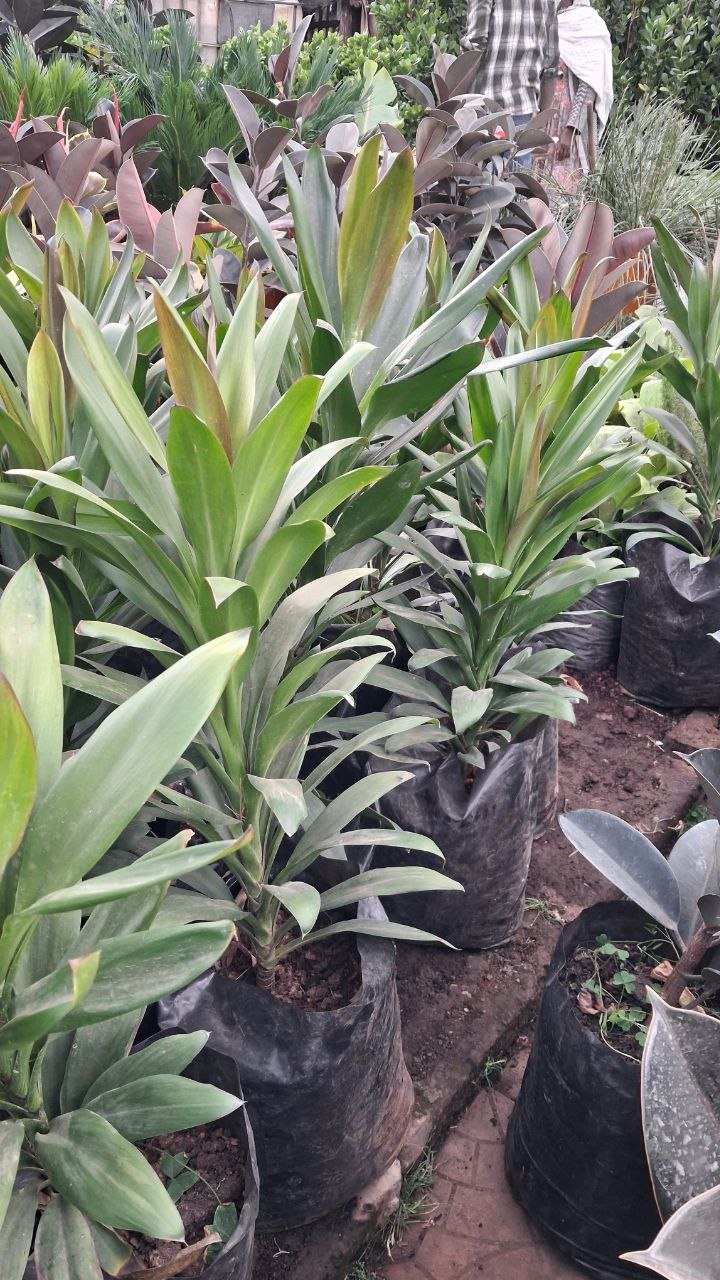 Indoor plants in pots and vases