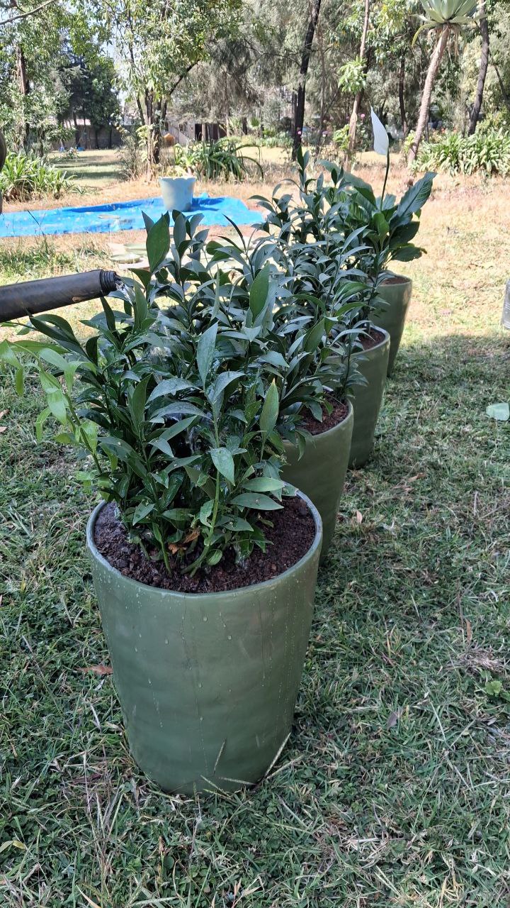 Indoor plants in pots and vases