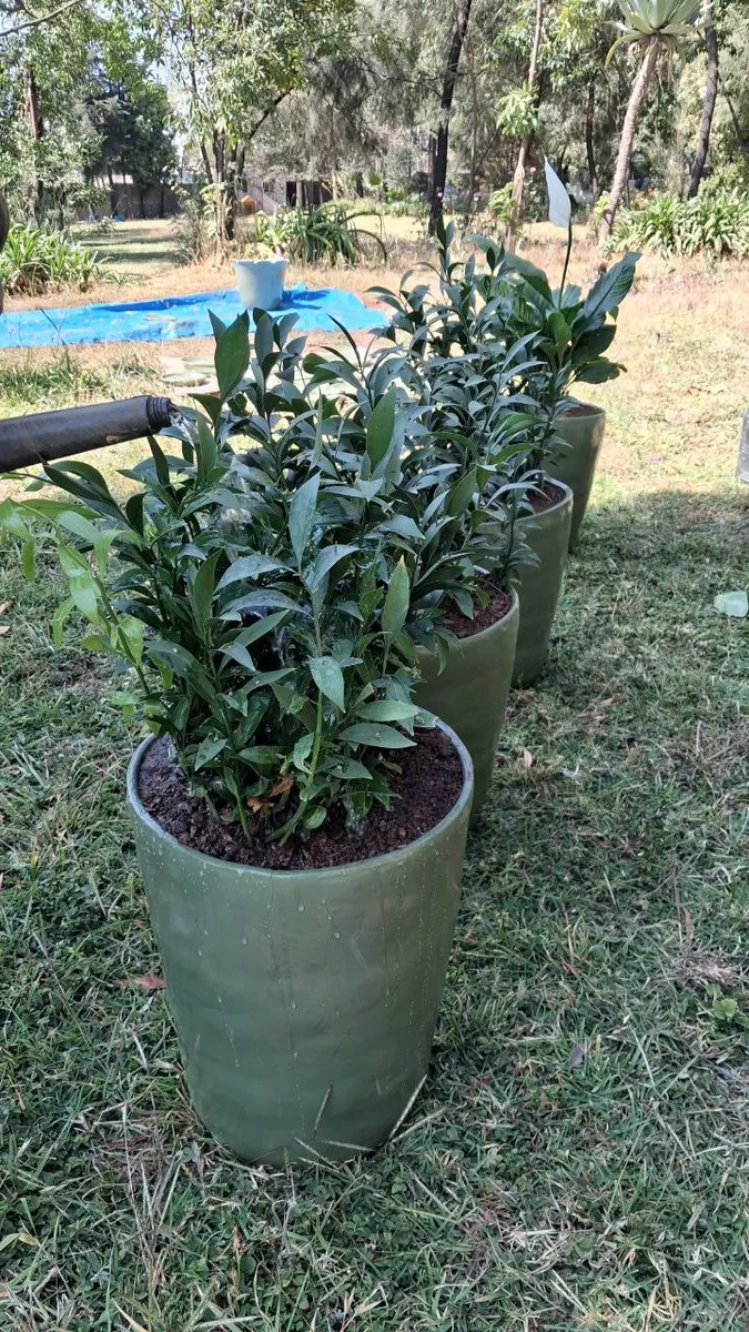 Indoor plants in pots and vases